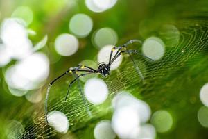 Big black spider in the wild. Black spider in its cage during the day. photo