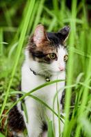 The black and white cat is playing on the green grass. Cute black and white cat playing in the weeds photo