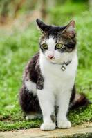 Black and white cat playing in the yard photo