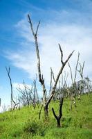 la vasta pradera verde sobre las montañas foto