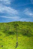 View of Indonesia's mountains with wide green grass photo