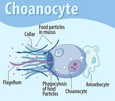 Diagram showing sponge choanocyte structure vector