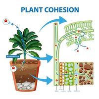 Digram showing the movement of water in plants vector