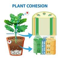 Digram showing the movement of water in plants vector