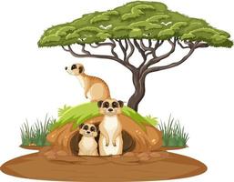 Group of meerkats with burrow in cartoon style vector