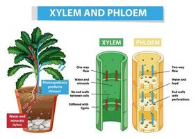 diagrama que muestra el xilema y el floema en la planta vector