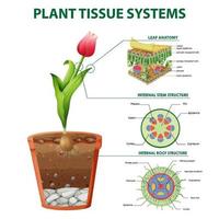 Diagram showing plant tissue systems vector