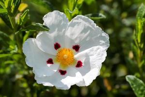 Sunlit Cistus flowering in an English garden photo