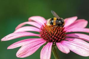 Bee on an Echinacea photo