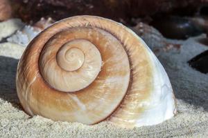 concha de caracol marrón gigante foto