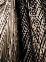 tiras marrones de partes secas de hojas de palma. fondo abstracto foto