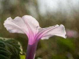 los delicados y débiles pétalos de la flor de la gloria de la mañana foto