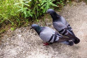 Pigeon walking and eat on the grounds photo