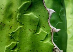 Succulent plant close-up, fresh leaves detail of Agave titanota Gentry photo