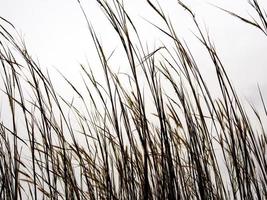 Dried stalk of grass and clear evening sky photo