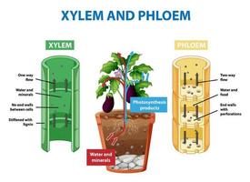 Diagram showing xylem and phloem in plant vector