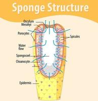 diagrama que muestra la estructura de la esponja vector