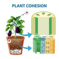 Digram showing the movement of water in plants vector