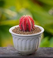 Lophophora williamsii, Cactus or succulents tree in flowerpot on wood striped background photo