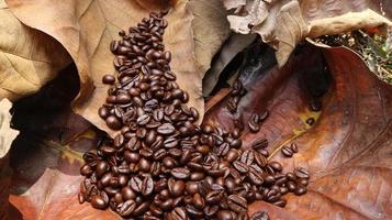 granos de café en hojas secas de teca, fondo de hojas secas de teca foto