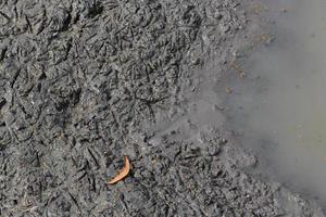 huella de pájaro en el barro cerca del charco foto