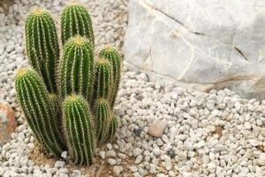 Cactus growing on sand and rocks with copy space, Cactaceae photo