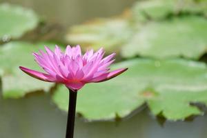 Purple lotus flower with green lotus leaves background photo