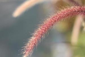 Flowers of red grass, Curved grass flowers down the path in the garden. photo