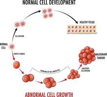 Diagram showing normal cell development vector