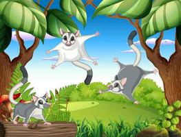 Sugar gliders in the woods vector