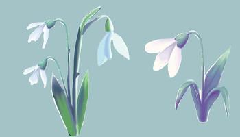 snowdrop flower set, first spring blooming flower, vector graphics