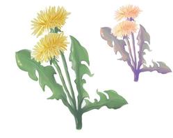 yellow dandelions set, spring blooming flower, vector graphics