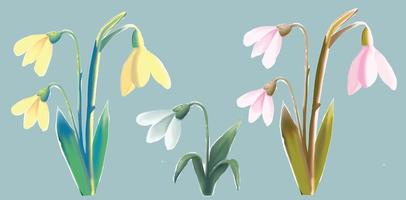 snowdrop flower set, first spring blooming flower vector