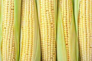 Una mazorca de maíz aislado sobre un fondo blanco. foto
