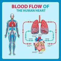 Diagram showing blood flow in human heart vector