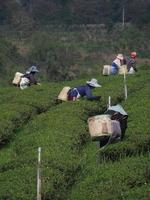 chiang rai, tailandia, 2021 - imagen de recolectores de té verde en la plantación de té choui fong foto