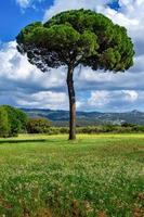 stone pine Pinus pinea in a green meadow with flowers and cloudy sky photo