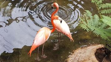 pareja de flamencos rosados en un estanque foto