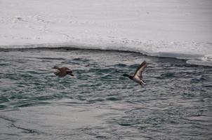 Mallard Ducks in Flight photo