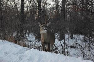 Lone Deer in Winter photo