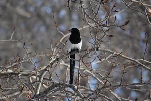 Single Magpie sitting in a tree photo