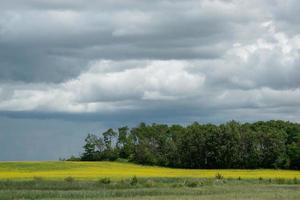 Farm land and canola crops, Saskatchewan, Canada. photo