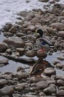 Mallard Ducks on Rocks and in Water photo