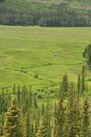 Lush Green Scenic Landscape with Pine Trees photo