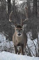 Lone Deer in Winter photo