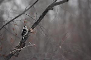 pájaro carpintero velloso sentado en un árbol foto