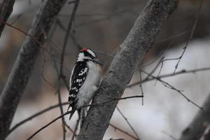 Downy Woodpecker sitting in a tree photo