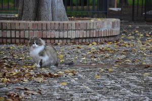 White and brown cat surrounded by fallen leaves photo