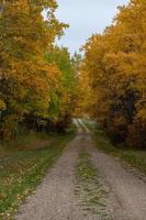 Back country road on the Canadian prairies in fall. photo