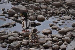 Mallard Ducks on Rocks and in Water photo